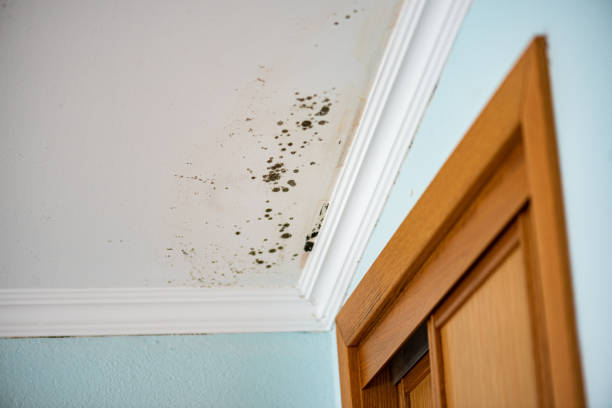 Mold Removal and Inspection in Houghton Lake, MI