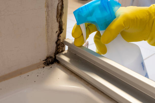 Best Mold Remediation  in Houghton Lake, MI