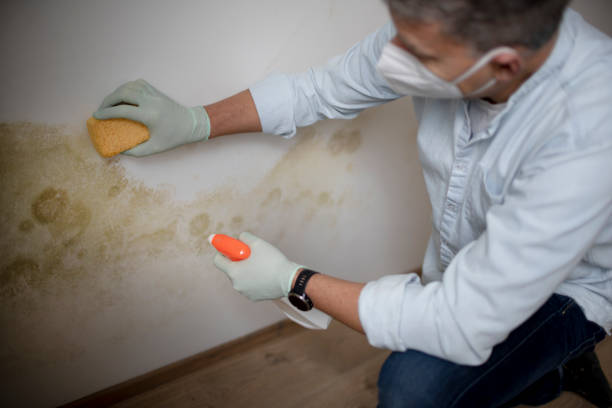 Best Mold Removal Specialists  in Houghton Lake, MI