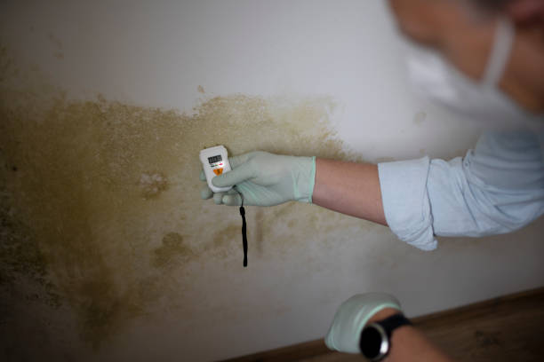 Best Commercial Mold Removal  in Houghton Lake, MI