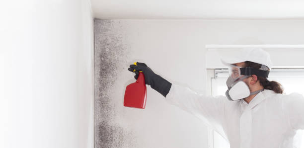 Best Crawl Space Mold Removal  in Houghton Lake, MI