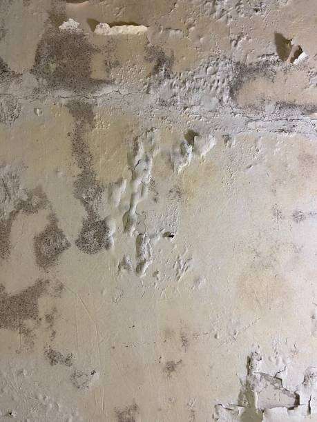Best Mold Removal Company Near Me  in Houghton Lake, MI