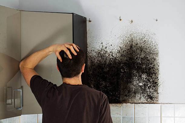 Best Local Mold Removal Service  in Houghton Lake, MI